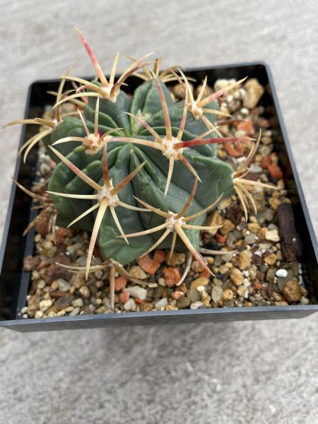 Ferocactus histrix